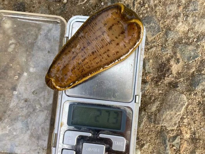 9001cc金沙幼苗