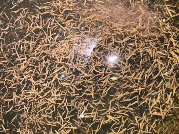 small4_17111947394670362 9001cc金沙卵茧