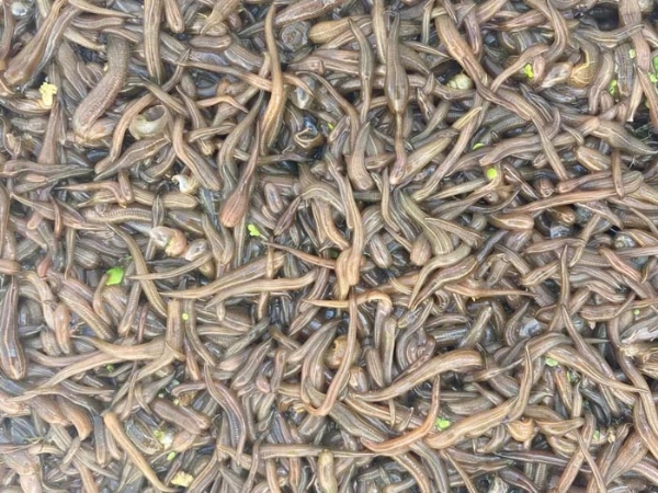 9001cc金沙卵茧