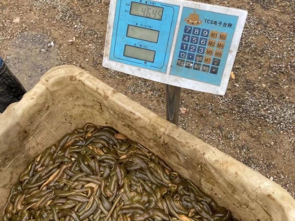 small4_17111951443842817 9001cc金沙幼苗