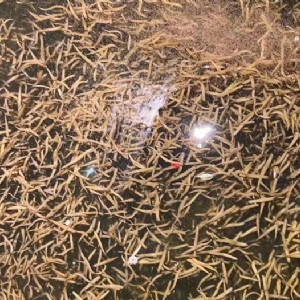 9001cc金沙卵茧