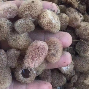 9001cc金沙卵茧