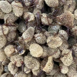 9001cc金沙卵茧