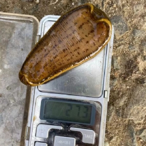 9001cc金沙幼苗