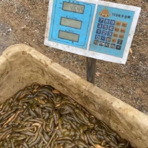 9001cc金沙幼苗
