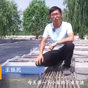 9001cc金沙幼苗的下水步骤