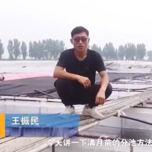 9001cc金沙满月苗的分池步骤