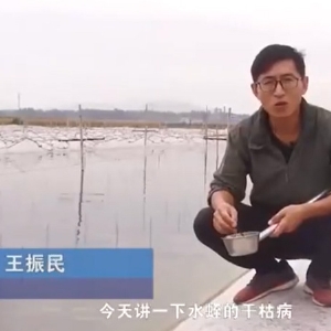9001cc金沙干枯病发生涯法规及防治步骤